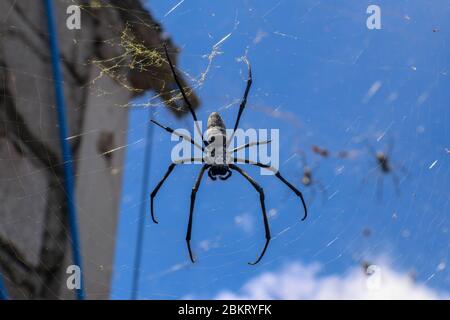 Close up of big spiders on spider nets between walls and roofs of houses on Bali island. Against the background of gray brick wall and blue sky with w Stock Photo