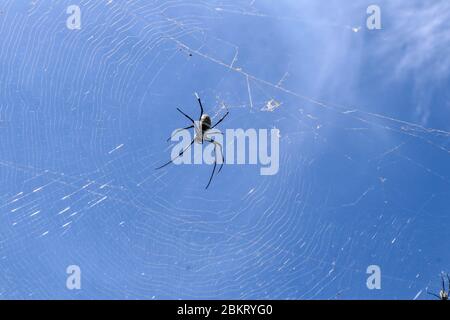 Close up of big spider on spider net on Bali island. Against the background of an azure blue sky lit by sun rays. Large colorful spider from Southeast Stock Photo