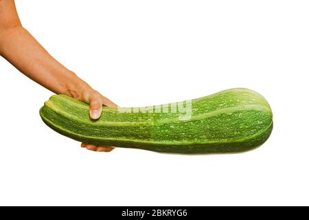 Fresh green zucchini in a female hand. Healthy vegan food. Isolated. Close-up. Stock Photo