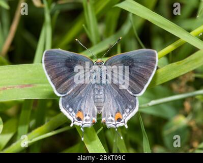 Dorsal view of Gray Hairstreak butterfly with its wings open, resting on a blade of grass Stock Photo