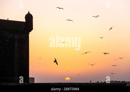 Morocco, Marrakech Safi, Essaouira, traditional fishing harbour Stock Photo