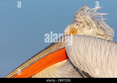 Greece, Macedonia, Kerkini lake, Dalmatian pelican (Pelecanus crispus) Stock Photo