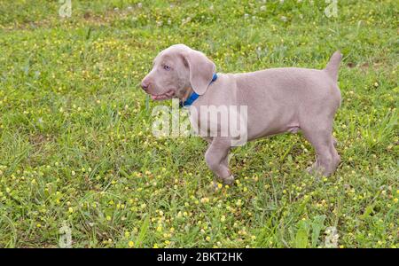 Young Weimaraner puppy walking in grass Stock Photo