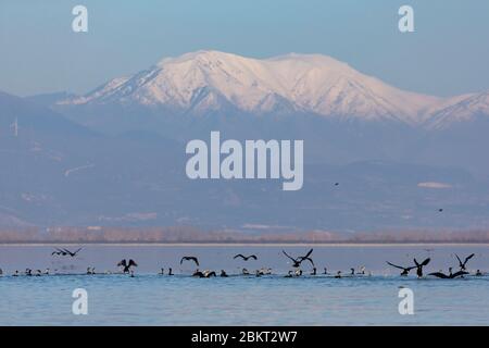 Greece, Macedonia, lake Kerkini, Great Cormorant (Phalacrocorax carbo) Stock Photo