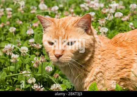 Ginger tabby cat walking in tall clover among white flowers on a sunny summer day Stock Photo