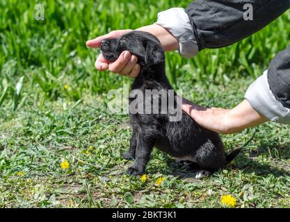 little black mongrel puppy in female hands on a green lawn with yellow dandelions Stock Photo