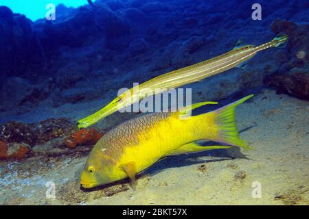 Trumpetfish tries to sneak up on to a prey by hiding over a spanish hogfish with same color, Bonaire, island, Caribbean Stock Photo