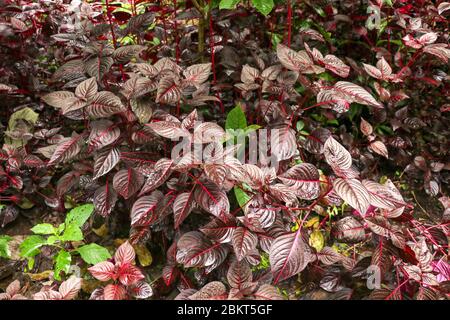 Herbsts bloodleaf or Iresine herbstii or Chicken gizzard or Beefsteak plant or Formosa bloodleaf herbaceous perennial plants with bright red shiny lea Stock Photo
