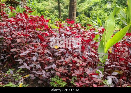 Herbsts bloodleaf or Iresine herbstii or Chicken gizzard or Beefsteak plant or Formosa bloodleaf herbaceous perennial plants with bright red shiny lea Stock Photo