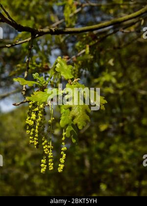 Leafs and flowes of an oak tree. green male ccatkins and tiny female flowers on top of the leafs, selective focus with bokeh brown forest background Stock Photo