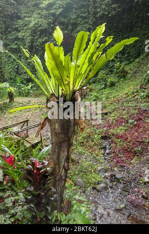 Asplenium Nidus Epiphyte tropical fern on tree trunk, Bali, Indonesia. Fern Bird's Nest is a family of ferns that live in Native to tropical Southeast Stock Photo