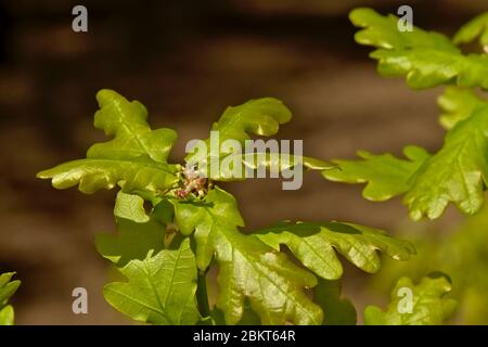 Oak leafs with tiny red female flowers, selective focus with dar bokeh background- Quercus Stock Photo