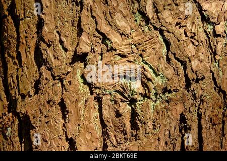 Close-up of the rough texture of a sunny oak tree bark Stock Photo