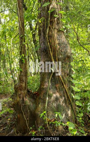 Big tree in Asian tropical rainforest. Green tree ferns in tropical jungle. Long creepers cling to a tree trunk. Liana wraps around a tree. Green dens Stock Photo