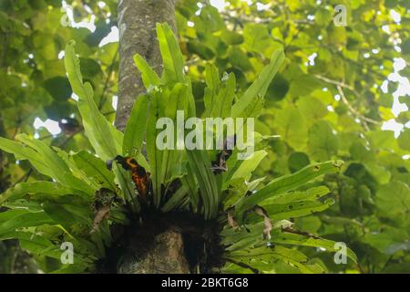 Asplenium Nidus Epiphyte tropical fern on tree trunk, Bali, Indonesia. Fern Bird's Nest is a family of ferns that live in Native to tropical Southeast Stock Photo