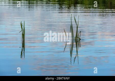Early morning on the shore of the Drozdy reservoir in Balarusi. Stock Photo