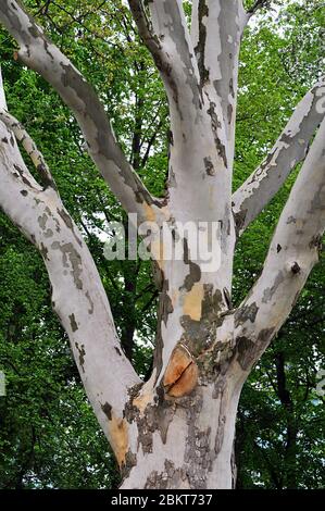 Platanus trunk in the park against green foliage of other trees Stock Photo