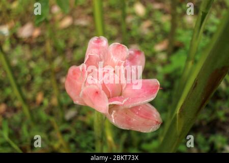 Etlingera elatior is a species of herbaceous perennial plant. Botanical synonyms include Nicolaia elatior, Phaeomeria magnifica, Nicolaia speciosa, Ph Stock Photo