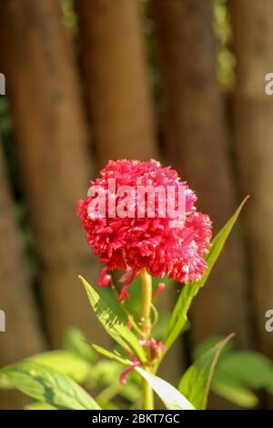 Beautiful Red cockscomb flower isolated on natural background. Close-up of a red, fluffy. Scarlet, fluffy flowers of Celosia argentea blooming near th Stock Photo