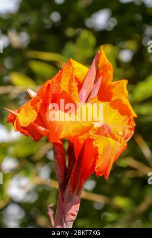 Close-up of blossoming flowers Canna with buds and leaves growing. Raindrops on leaves and flowers. Bautiful African arrowroot in orange color. Detail Stock Photo