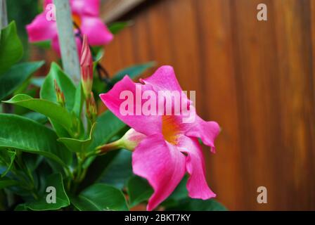 Bright pink Rock trumpet flower growing in the spring Stock Photo