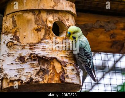 closeup portrait of a yellow budgie parakeet on its birdhouse, tropical bird specie from Australia Stock Photo