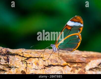 beautiful closeup of a glasswing butterfly, tropical insect specie from south America Stock Photo