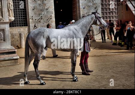 Palio of Siena, Horse's race, Italy Stock Photo