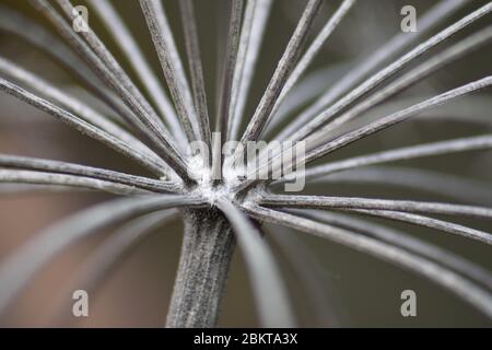 Close up of hog weed seed head Stock Photo