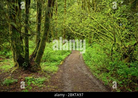 Lush vegetation, thick underbrush and giant trees overgrown with moss and ferns in the rain forest in the Bridal Veil Provincial Park, British Columbi Stock Photo