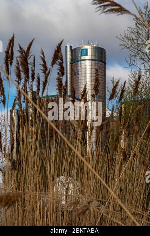 Detroit, Michigan - Phragmites (Phragmites australis), an invasive ...