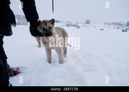 Cute sled dog puppy getting pets Stock Photo