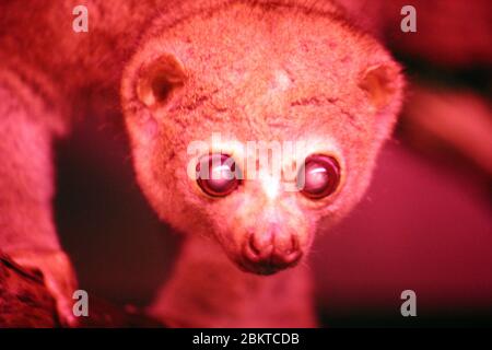 potto (Perodicticus potto) a rare strepsirrhine primate of the family Lorisidae. the only species in genus Perodicticus also known as Bosman's potto Stock Photo