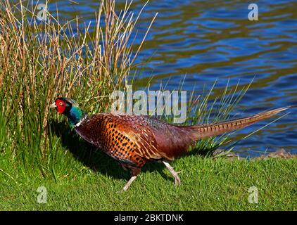 Holyrood Park, Edinburgh, Scotland, UK. 6th May 2020. Male Pheasant enjoying a browse in the evening sunshine by the Loch with temperature of 12 degrees which is 2 degrees warmer than this afternoon. Stock Photo