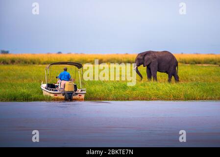 Tourists in a boat observe an elephant along the Chobe River, Botswana, Africa Stock Photo