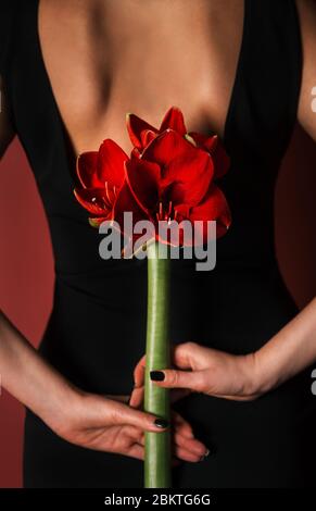 girl in a black dress on a red background holds a hippeastrum Ferrari flower in her hands Stock Photo