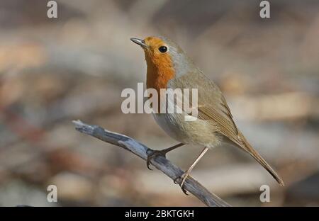 Robin redbreast, Erithacus robecula, side wiew, sitting on perch Stock Photo