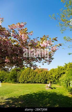Ornamental cherry blossom tree (Prunus sp.), Kelsey Park, Beckenham, London, UK. Spring Stock Photo