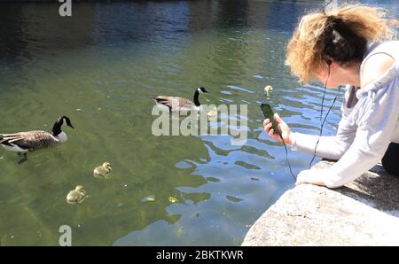 A jogger stopping to photograph Canadian geese and their cute chicks, on Regents Canal, during the coronavirus pandemic, in London, UK Stock Photo