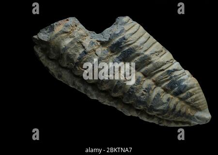 Trilobite Fossil on a black background macro Stock Photo