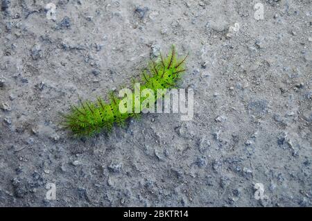 Close-up of beautiful colored large hairy caterpillar. Exotic green furry caterpillar crawls along the road. Stock Photo