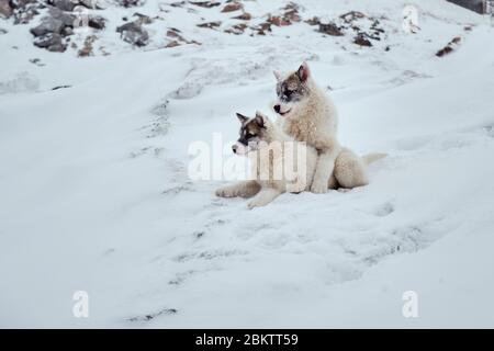 Two greenlandic sled dog puppies playing around Stock Photo