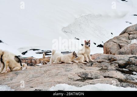 Two greenlandic sled dog puppies laying on rocks looking at camera Stock Photo