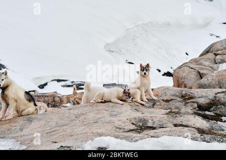 Two greenlandic sled dog puppies laying on rocks looking at camera Stock Photo
