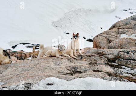 Two greenlandic sled dog puppies laying on rocks looking at camera Stock Photo