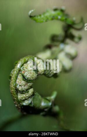 Fiddlehead fern leaf opening in the spring in the Great Smokey Mountain National Park, Tennessee. Stock Photo