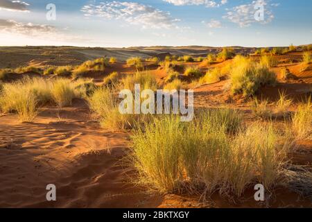 Namib Desert Early early morning sun on grasses and sand. Namibia. Africa. Taken at Gondwana Namib Dune Star Camp. Red sand dunes. Stock Photo