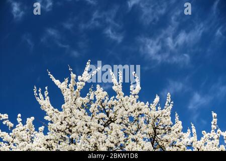 Blurred branches of a blossoming white cherry against a bright blue sky and white clouds. Beautiful floral image of spring nature. Stock Photo