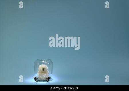 The toy chick of the chicken sits in the inside in the house under the glass jar. Stock Photo