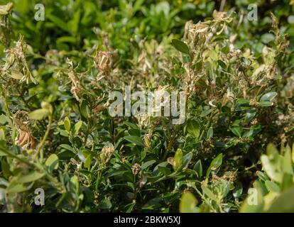 Damage seen done by the box tree moth to well established buxus shrubs in a garden. Stock Photo